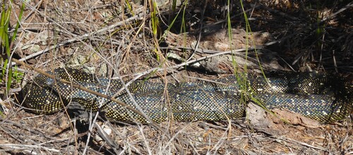 Diamond Python sighting