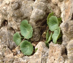 Umbilicus intermedius