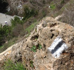 Umbilicus intermedius