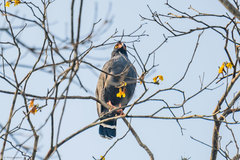 Buteogallus schistaceus