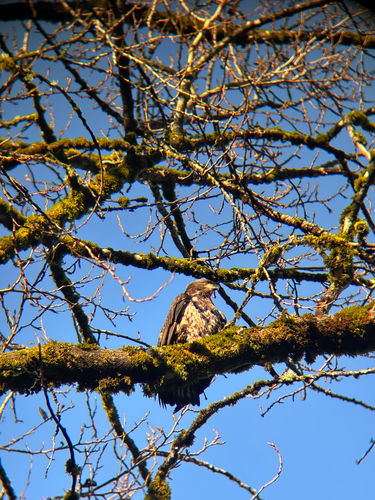 Bald Eagle