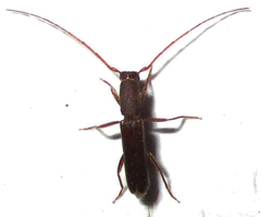 Linopteridius brunneus