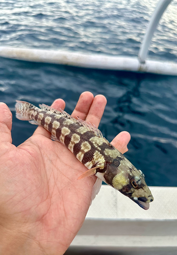 Reticulated Sandperch — seen at this dive site
