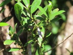Tricalysia