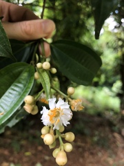 Miconieae
