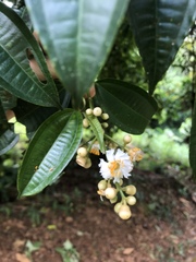 Miconieae