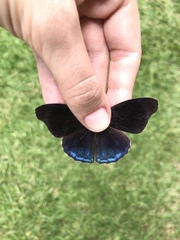 Eunica volumna