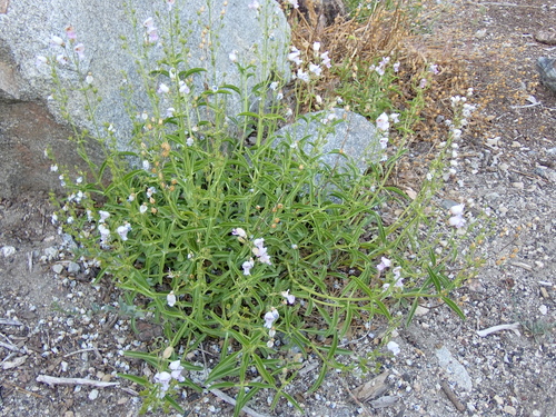 Grinnell's Beardtongue (Penstemon grinnellii)