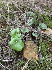 Umbilicus intermedius