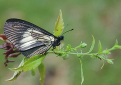 Altinote ozomene nox