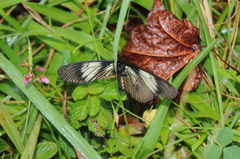 Altinote ozomene nox