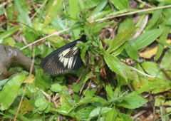 Altinote ozomene nox