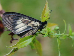 Altinote ozomene nox