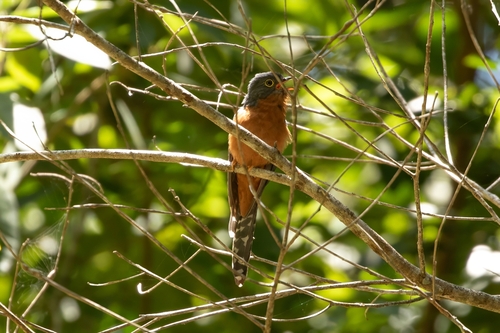 Cacomantis castaneiventris, 2024-09-13