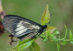 Altinote ozomene nox