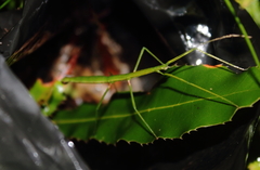 Phasmatinae