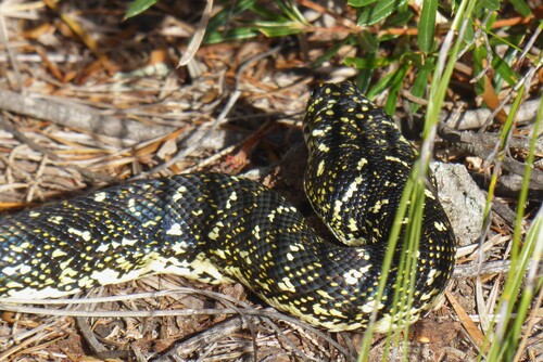 Diamond Python sighting