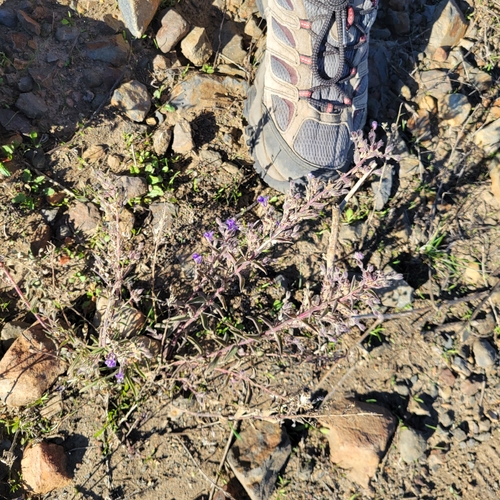 Vinegar Weed (Trichostema lanceolatum)