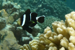 Amphiprion mccullochi