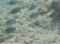 Siganus spinus