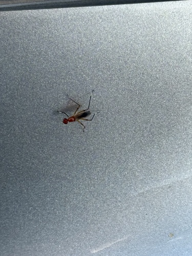 Unknown species found near Nautica Dr, Weston, FL, US