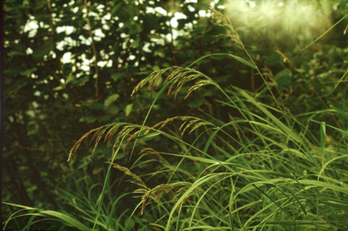 Scandinavian Small-reed (Calamagrostis purpurea)