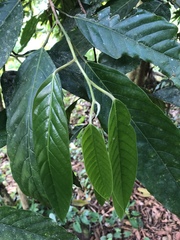 Image of Minquartia guianensis