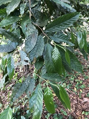 Minquartia guianensis