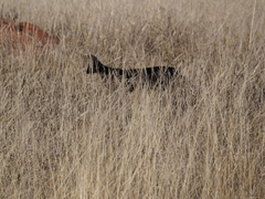 Leptailurus serval lipostictus