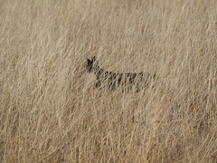 Leptailurus serval lipostictus
