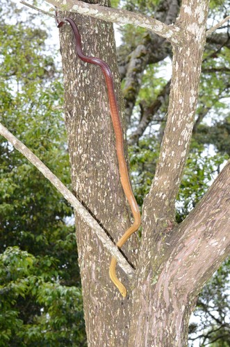 Perinet Night Snake, Ithycyphus perineti