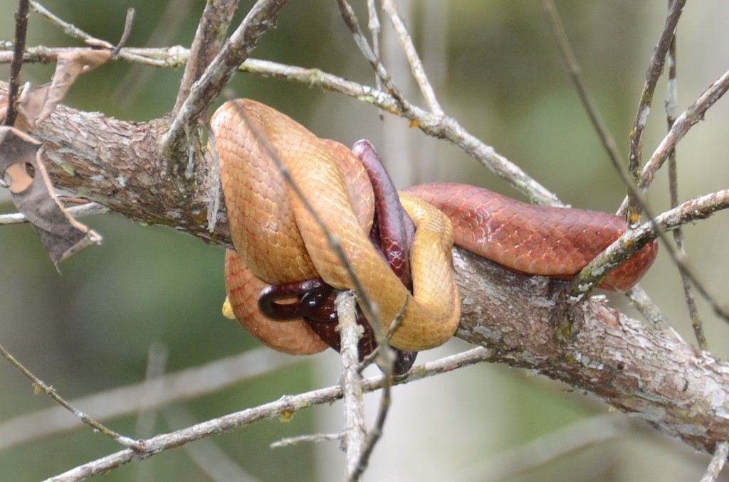 Perinet Night Snake