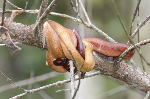 Perinet Night Snake