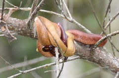 Ithycyphus perineti