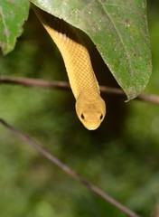 Ithycyphus perineti