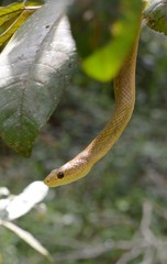 Ithycyphus perineti