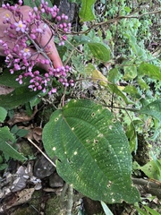 Miconia subcrustulata