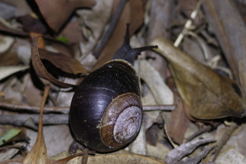 Figuladra incei observed 2025-11-25
