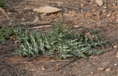 Galactites tomentosus