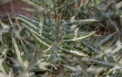 Galactites tomentosus