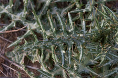 Galactites tomentosus