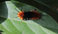 Turuptiana obliqua