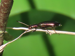Arthromacra