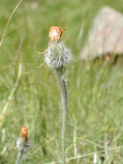 Hieracium piliferum