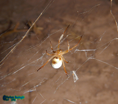 Latrodectus pallidus