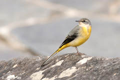 Grey Wagtail photo 5