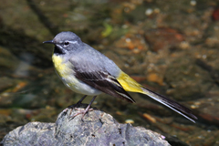Grey Wagtail photo 2