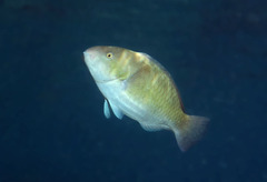 Surf Parrotfish photo 2