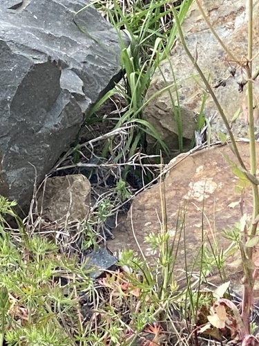 Lowlands Copperhead sighting