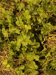 Malva